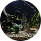 RAZAR